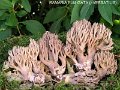 Ramaria fumigata-amf410-1